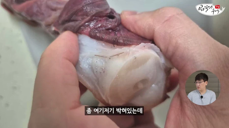 암컷 아저씨가 알려주는 절대 먹으면 안되는 문어.jpg_3.webp