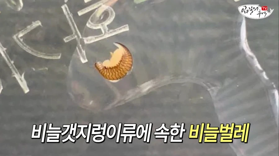암컷 아저씨가 알려주는 절대 먹으면 안되는 문어.jpg_11.webp