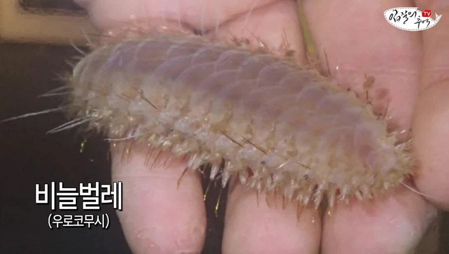 암컷 아저씨가 알려주는 절대 먹으면 안되는 문어.jpg_12.webp