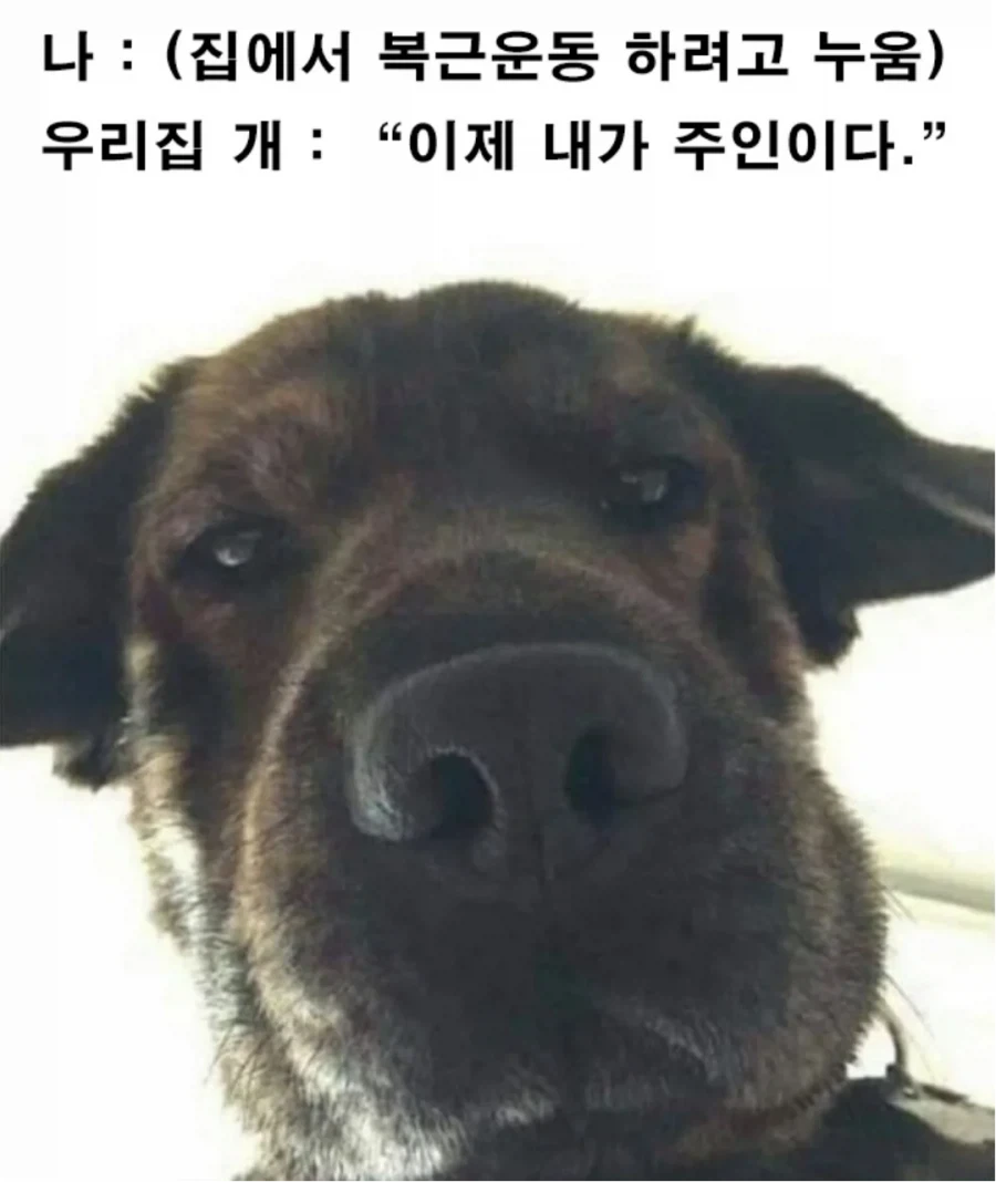 갤럭시 S26 울트라 싸게 산 디씨인 대표 이미지