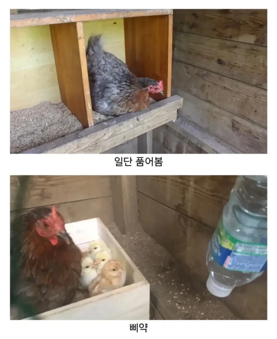 마트에서 사온 유정란을 닭에게 줘보았다_3.webp