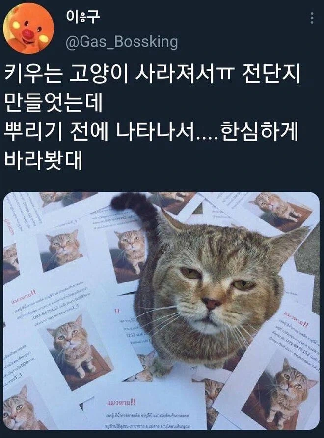정신과 의사의 냉정한 캣맘 분석글.jpg 이미지 2