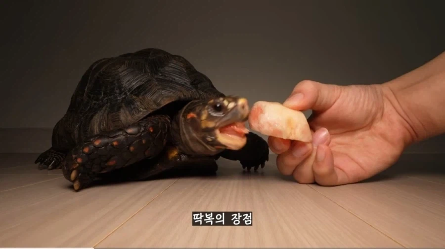 물복 딱복 취향 바꾸는 법_3.webp
