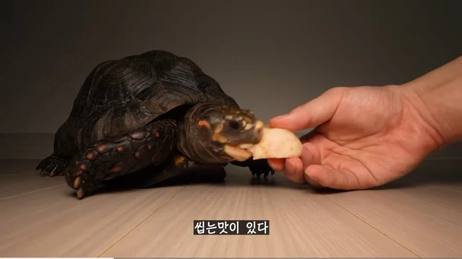 물복 딱복 취향 바꾸는 법_4.webp