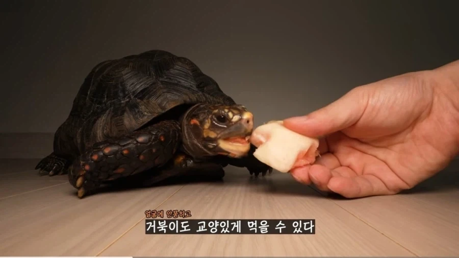 물복 딱복 취향 바꾸는 법_5.webp