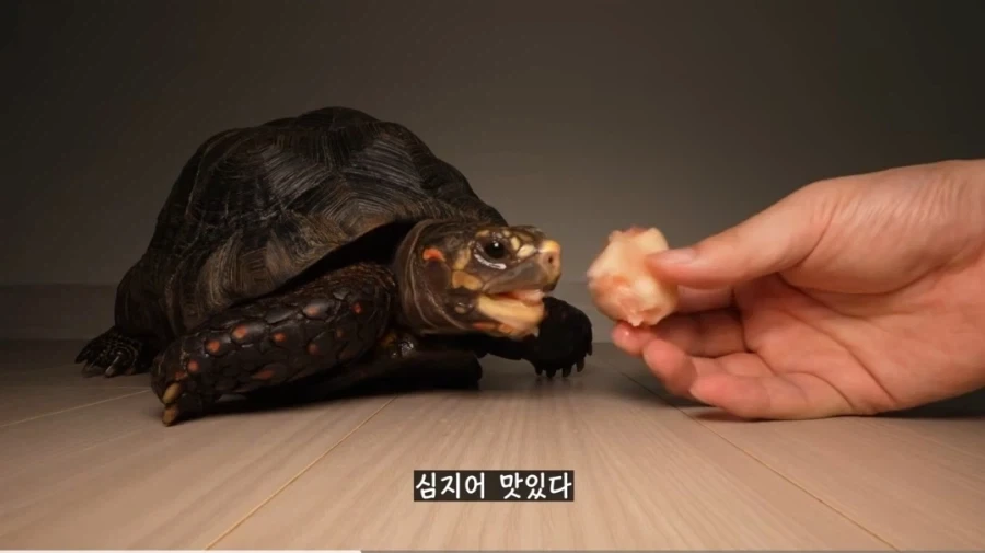물복 딱복 취향 바꾸는 법_6.webp