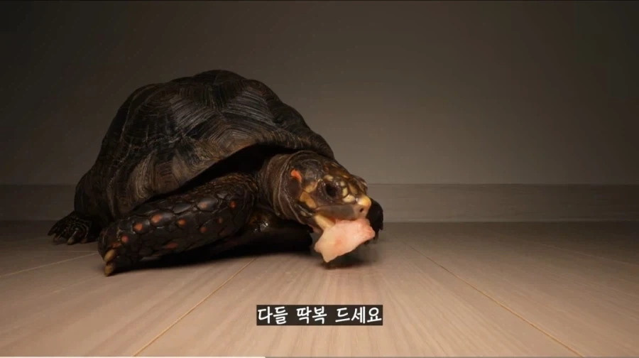 물복 딱복 취향 바꾸는 법_7.webp