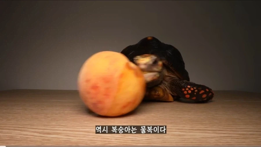 물복 딱복 취향 바꾸는 법_9.webp