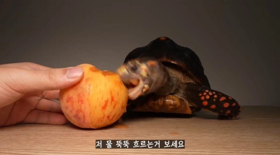 물복 딱복 취향 바꾸는 법_10.webp