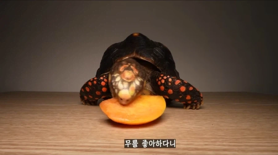 물복 딱복 취향 바꾸는 법_13.webp