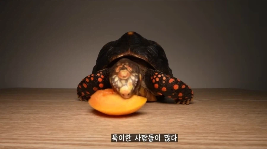 물복 딱복 취향 바꾸는 법_14.webp