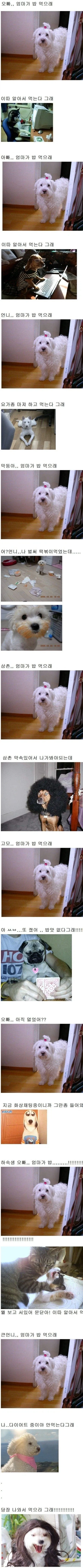 포켓몬을 실제 애완동물처럼 그리는 짤들 많아진듯 이미지 7
