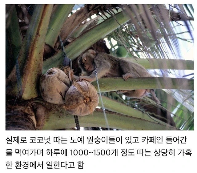 남자들이 좋아하는 뱃살... 대표 이미지