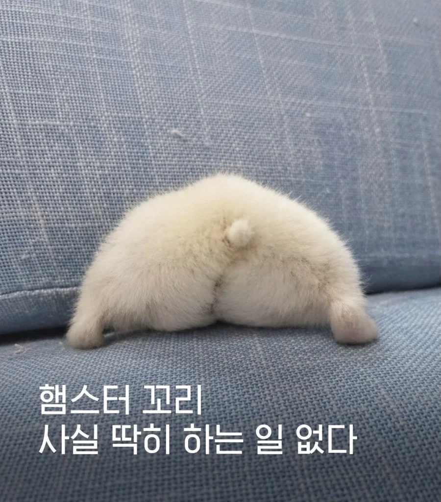 뭐? 남자가 양산 쓰는게 게이 같다고?? 이미지 4