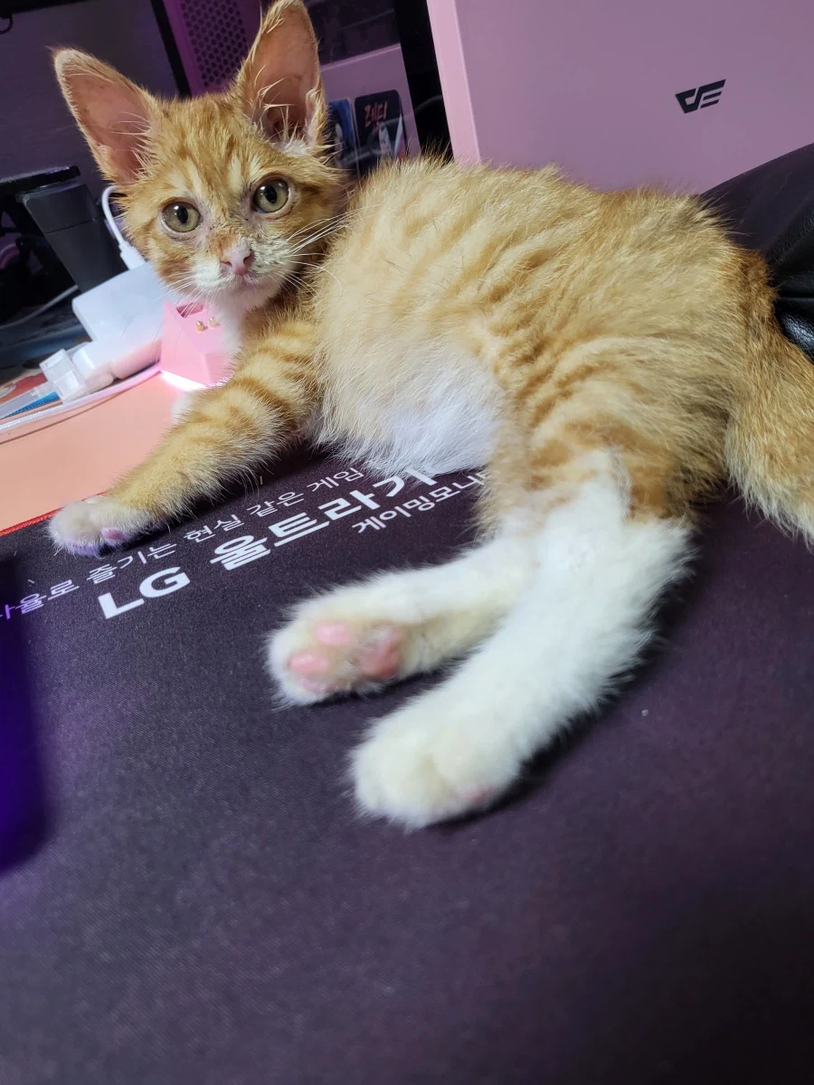 우리 첫째 고양이 벌써 1500일이나 됨_2.webp