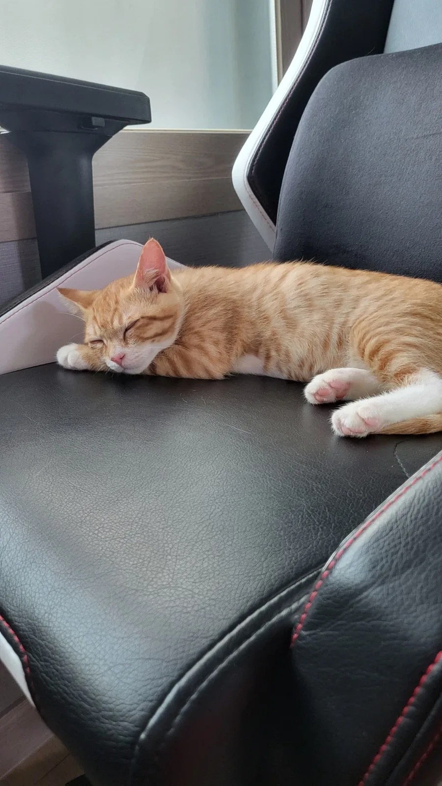 우리 첫째 고양이 벌써 1500일이나 됨_3.webp