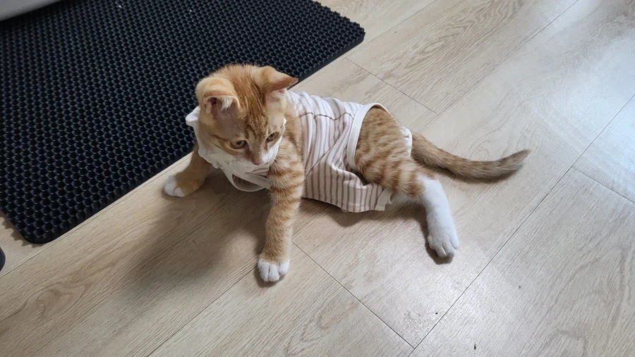 우리 첫째 고양이 벌써 1500일이나 됨_4.webp