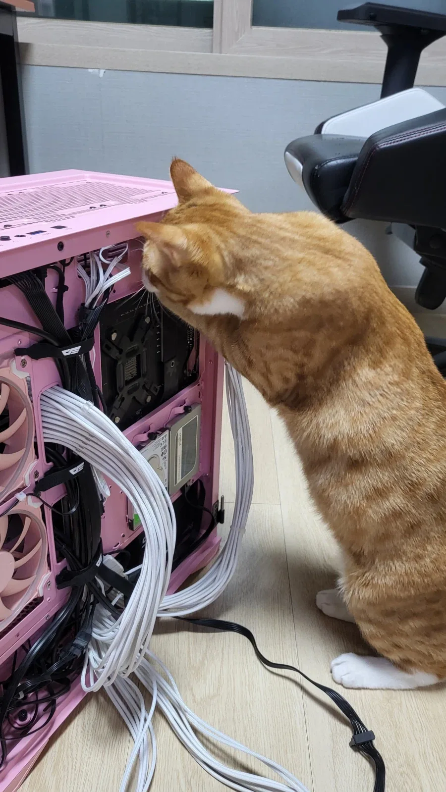 우리 첫째 고양이 벌써 1500일이나 됨_5.webp