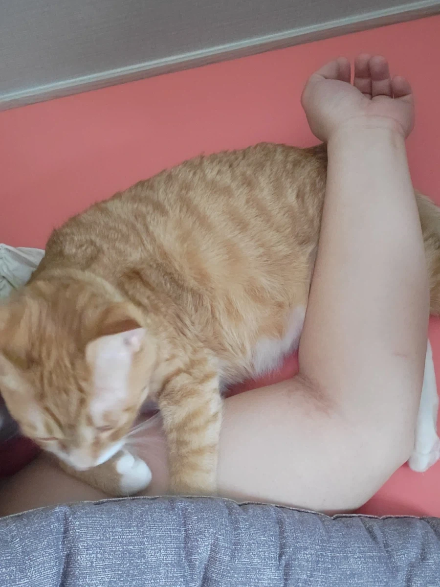 우리 첫째 고양이 벌써 1500일이나 됨_7.webp