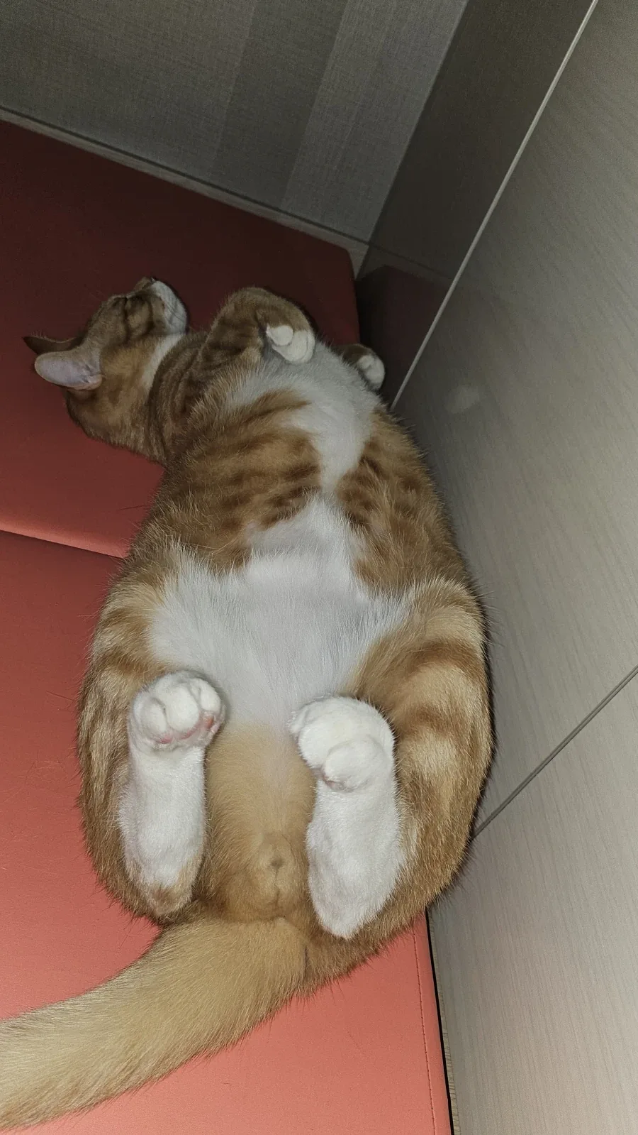 우리 첫째 고양이 벌써 1500일이나 됨_8.webp