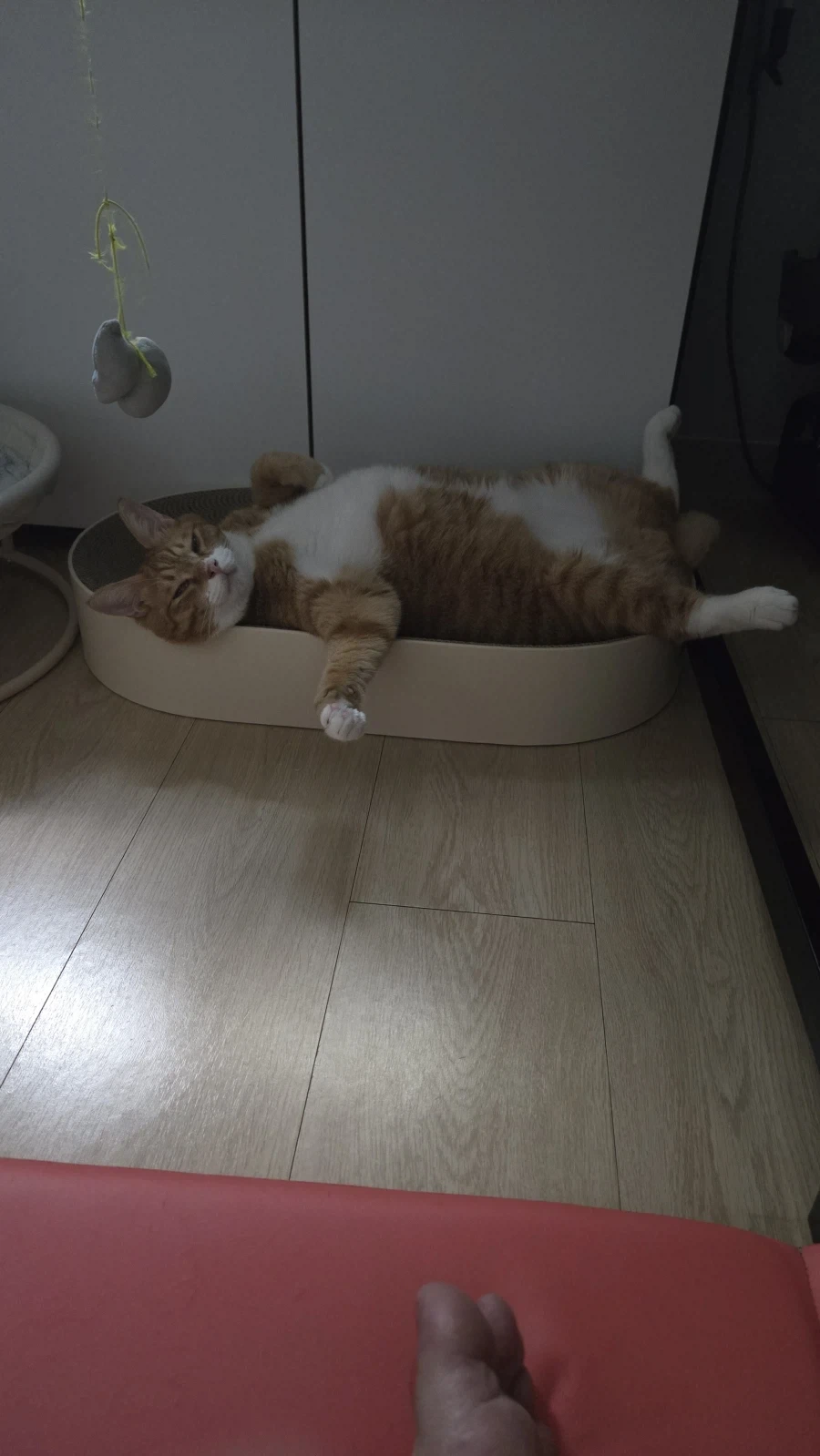 우리 첫째 고양이 벌써 1500일이나 됨_9.webp