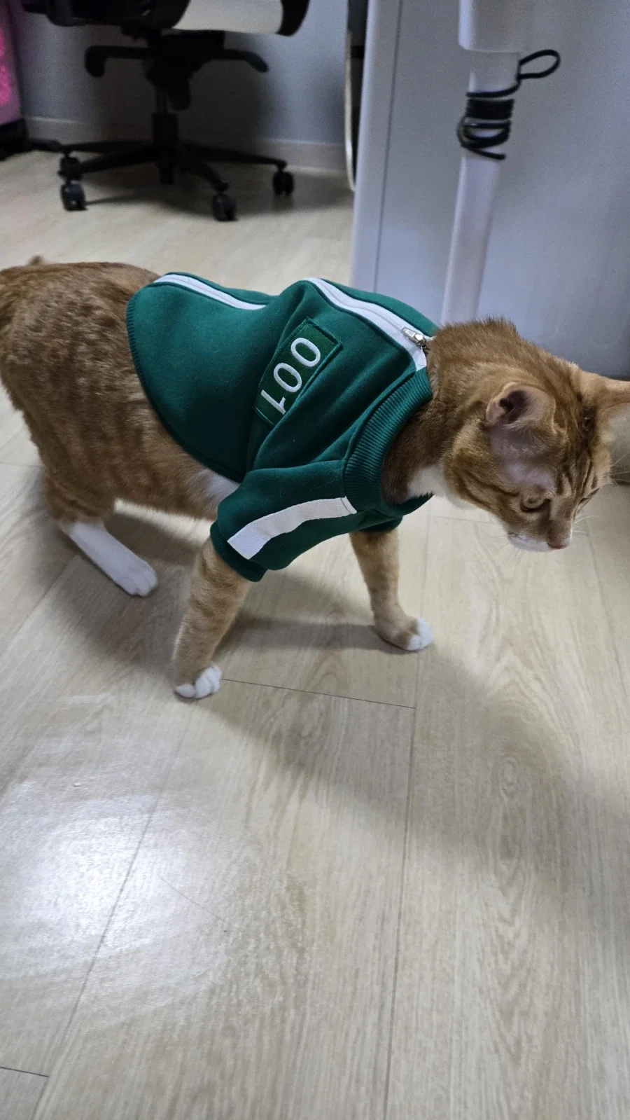 우리 첫째 고양이 벌써 1500일이나 됨_10.webp