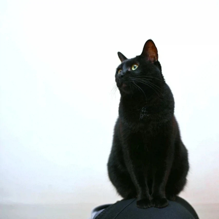 우리집 고양이 9살이 됬다... 시간 빠르다_7.webp