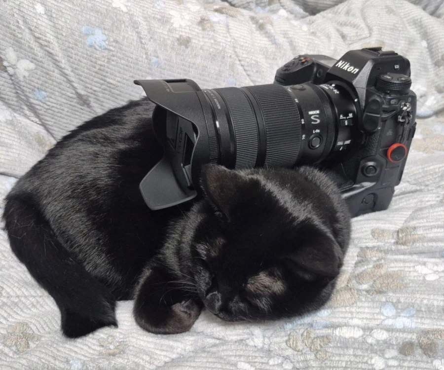 우리집 고양이 9살이 됬다... 시간 빠르다_9.webp