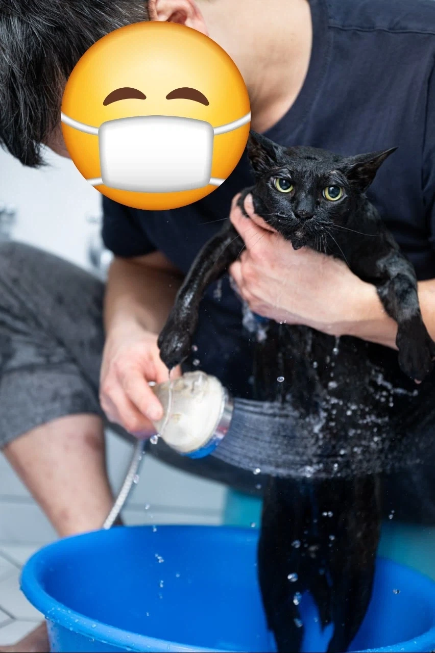 우리집 고양이 9살이 됬다... 시간 빠르다_10.webp