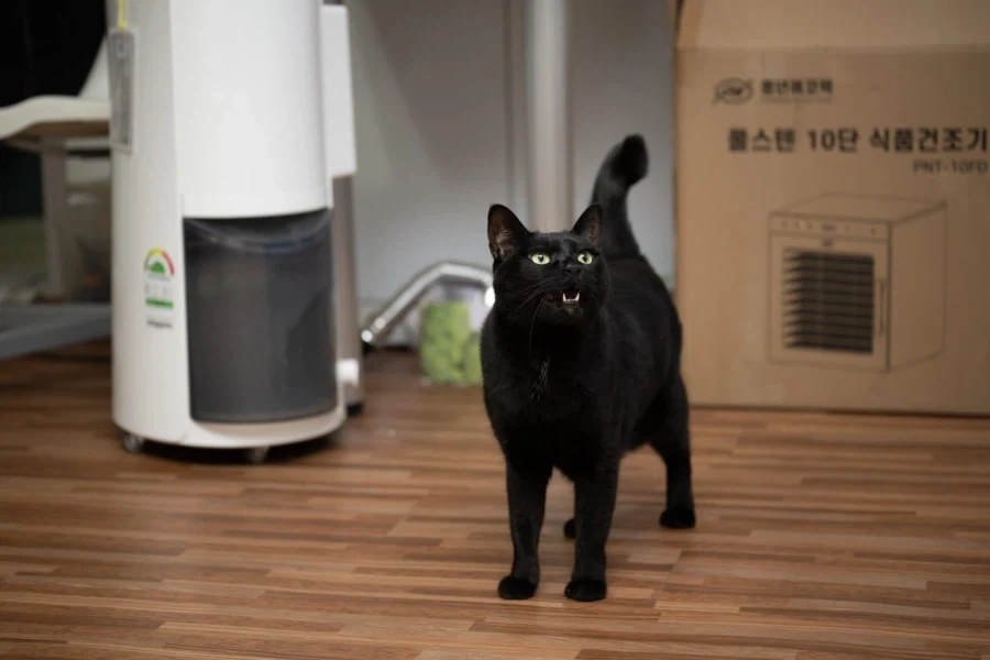 우리집 고양이 9살이 됬다... 시간 빠르다_12.webp