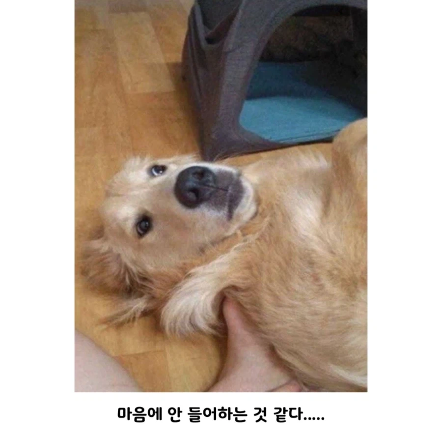 강아지 집 쉽게 만드는 방법_4.webp