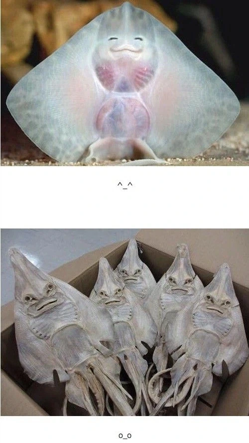 아이돌 인기 수명 판독법.jpg 대표 이미지