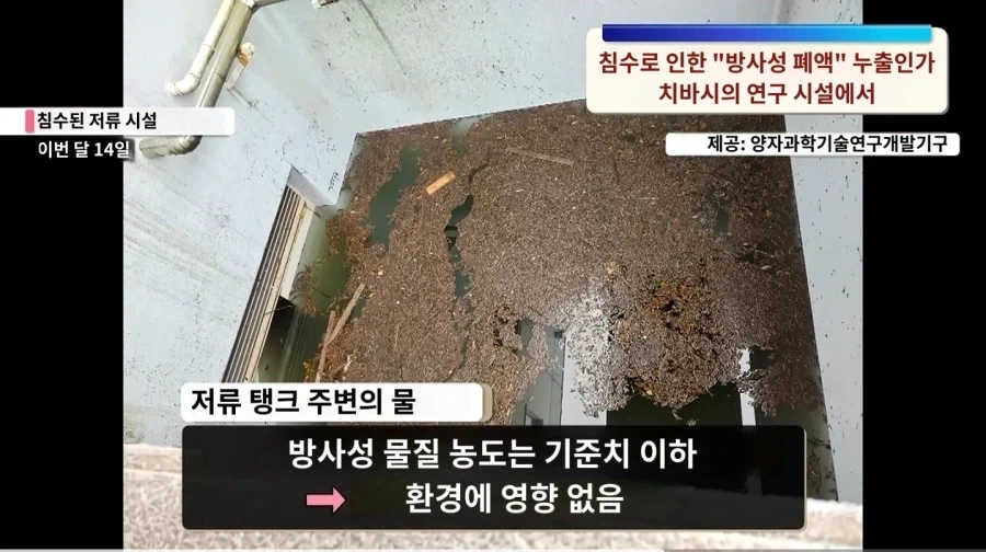 한국인이 마늘 먹는 이유 이미지 3
