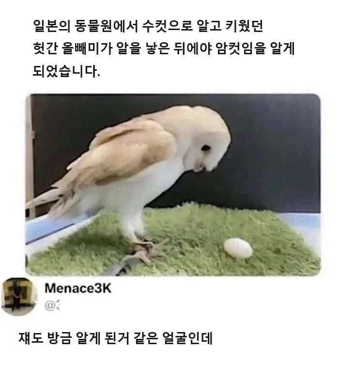 콜옵에 벌써 이상한게 낑겼네 대표 이미지