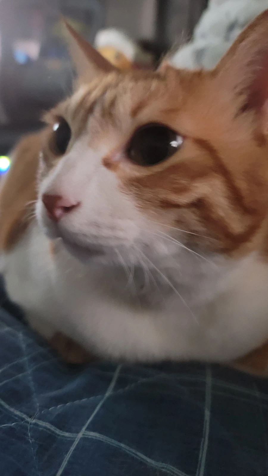 하품하는 돼지_8.webp