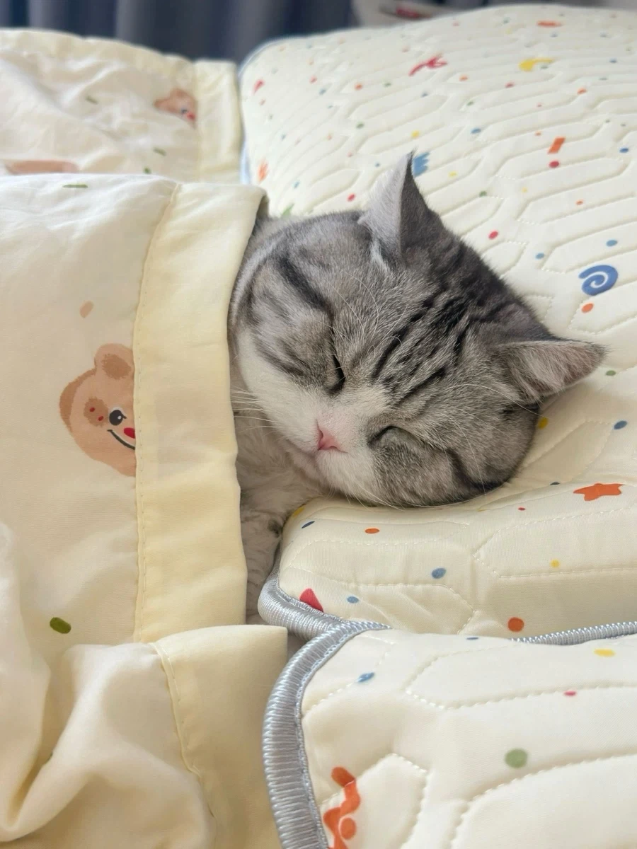 귀요미 뚠냥이..._2.webp