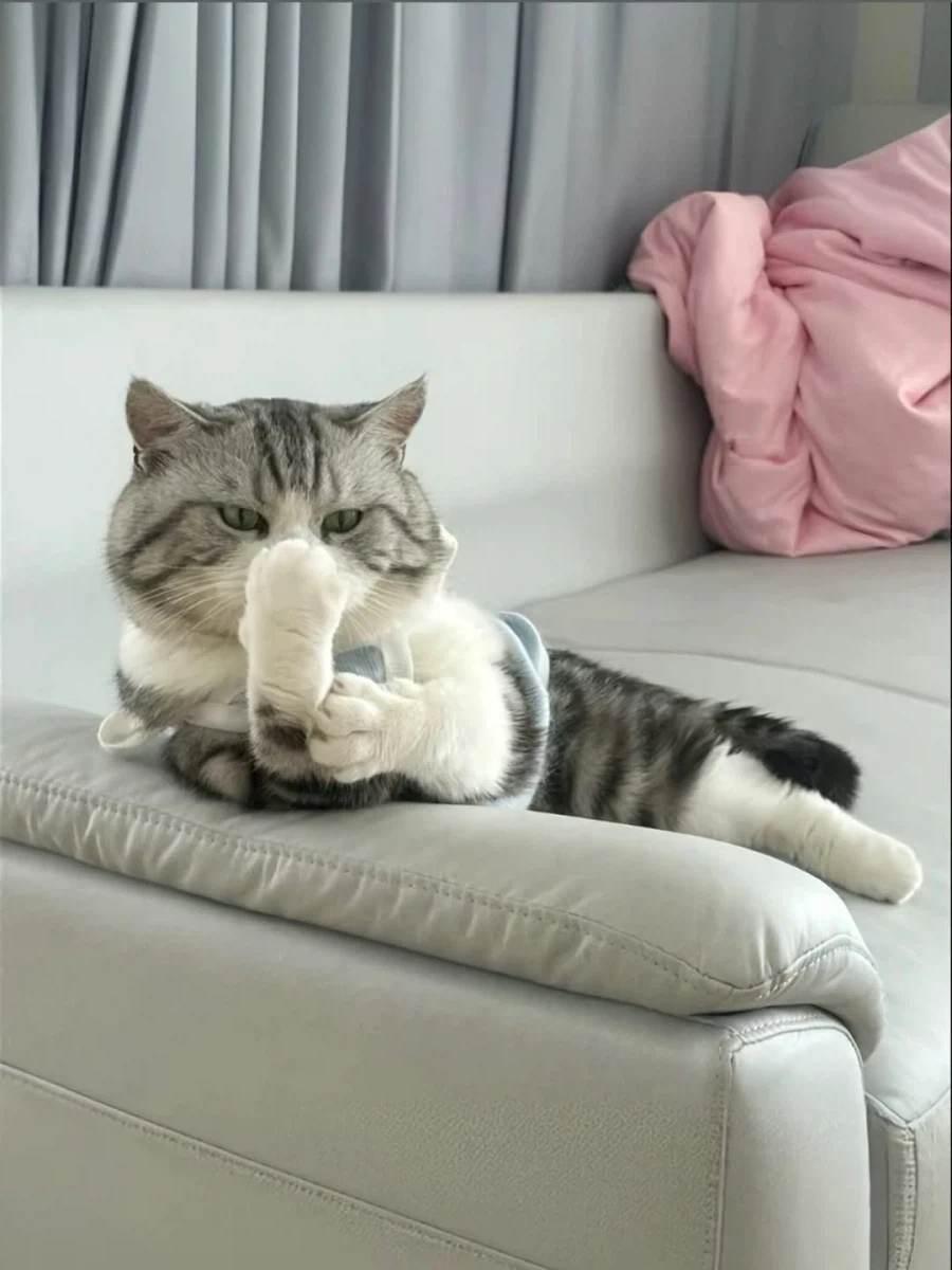 귀요미 뚠냥이..._4.webp