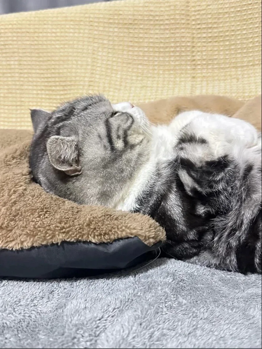 귀요미 뚠냥이..._5.webp