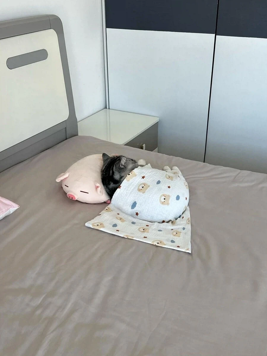 귀요미 뚠냥이..._6.webp