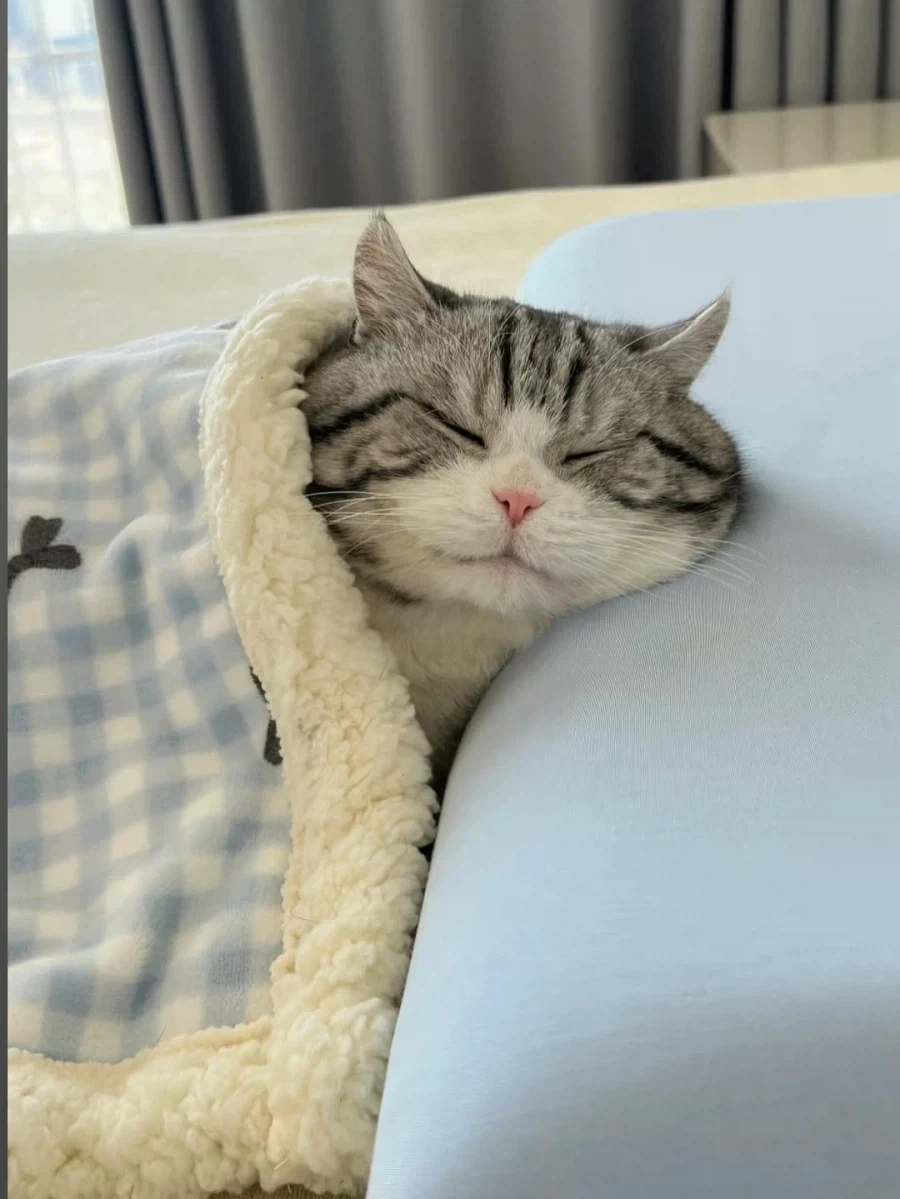 귀요미 뚠냥이..._7.webp