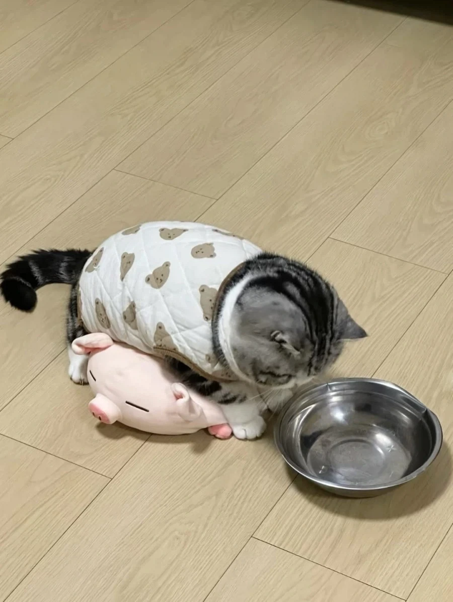 귀요미 뚠냥이..._8.webp
