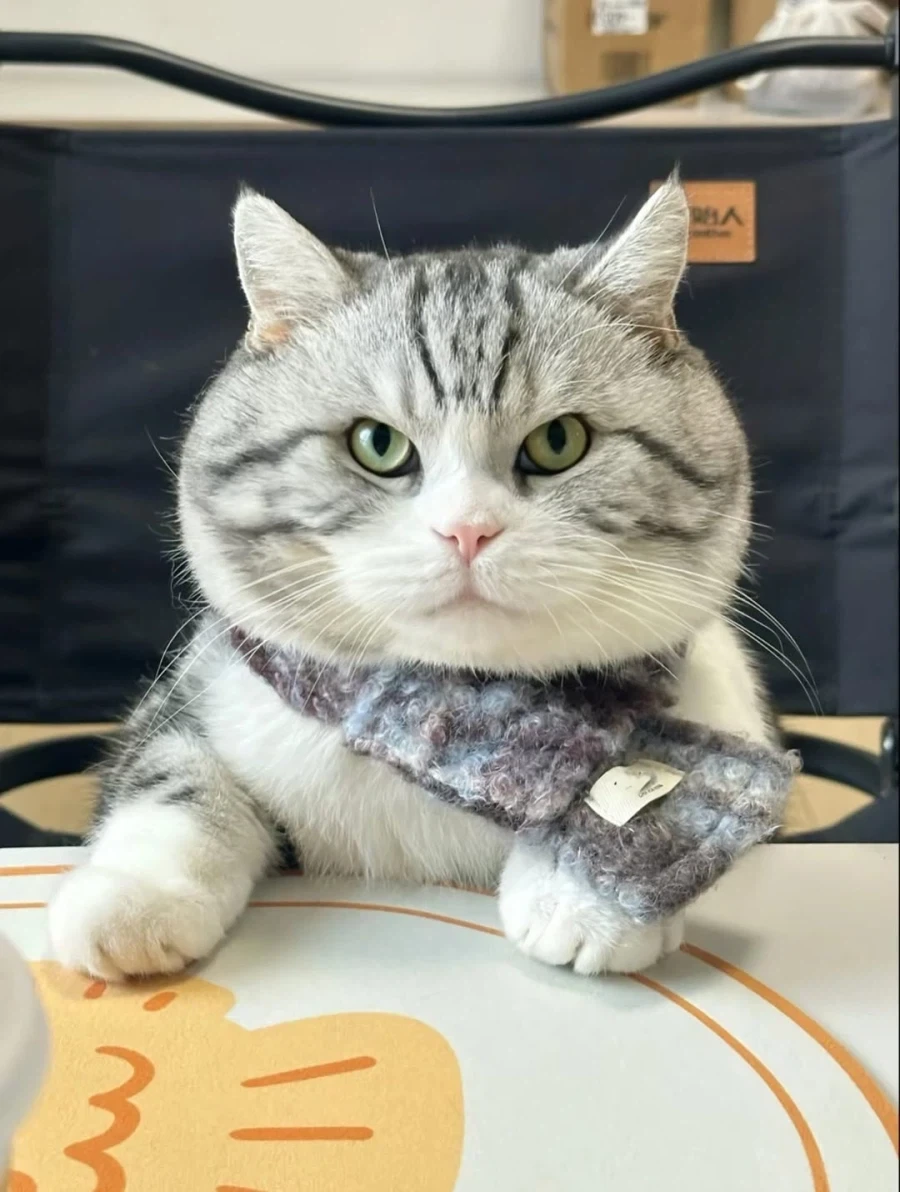 귀요미 뚠냥이..._9.webp