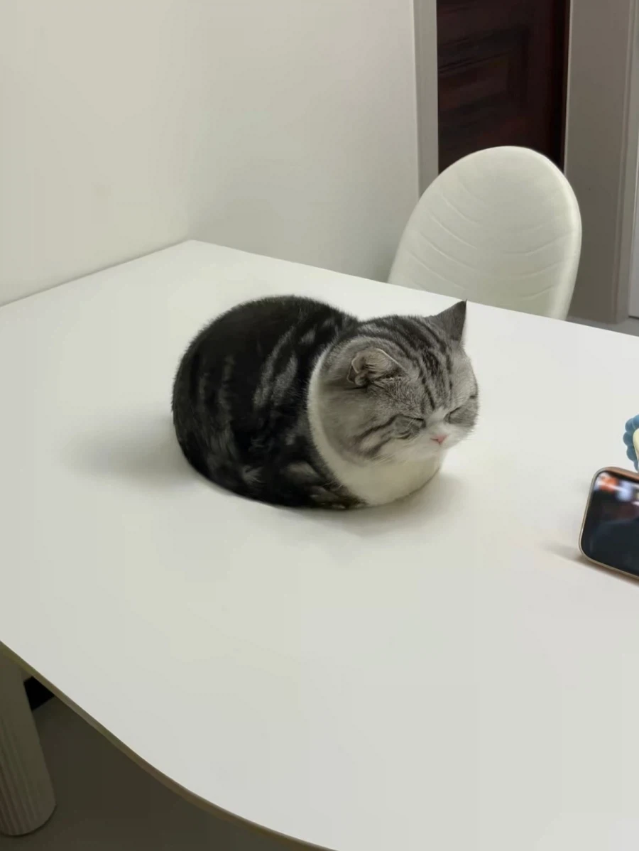귀요미 뚠냥이..._11.webp