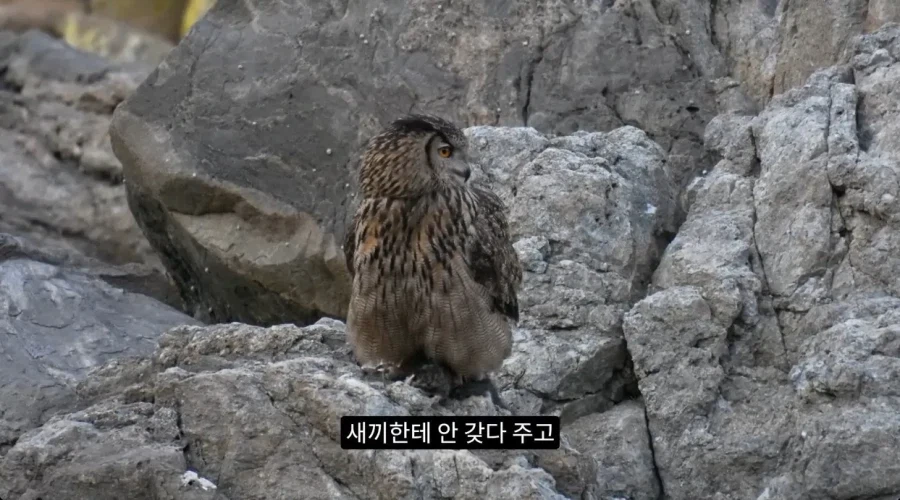 수리부엉이의 좋은 단백질 공급원_2.webp