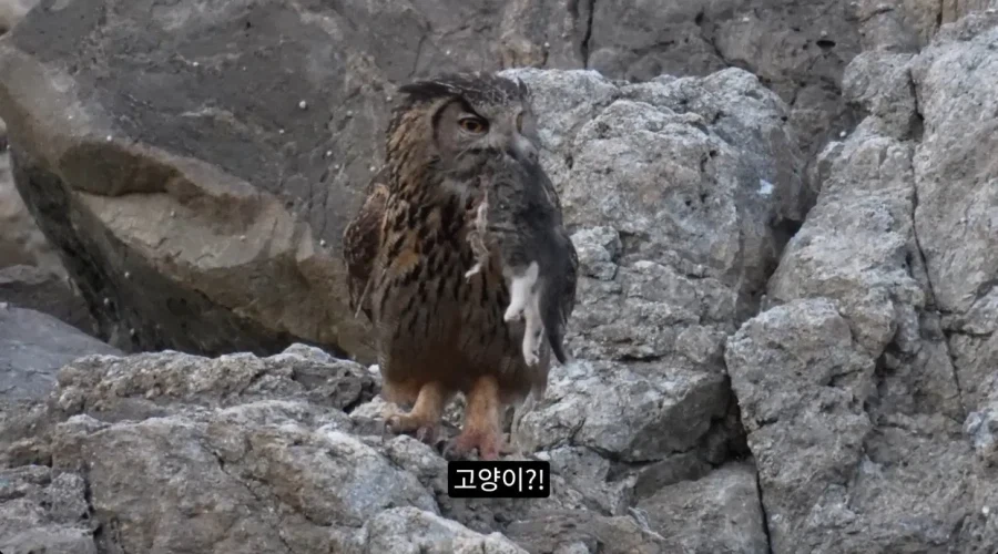 수리부엉이의 좋은 단백질 공급원_4.webp