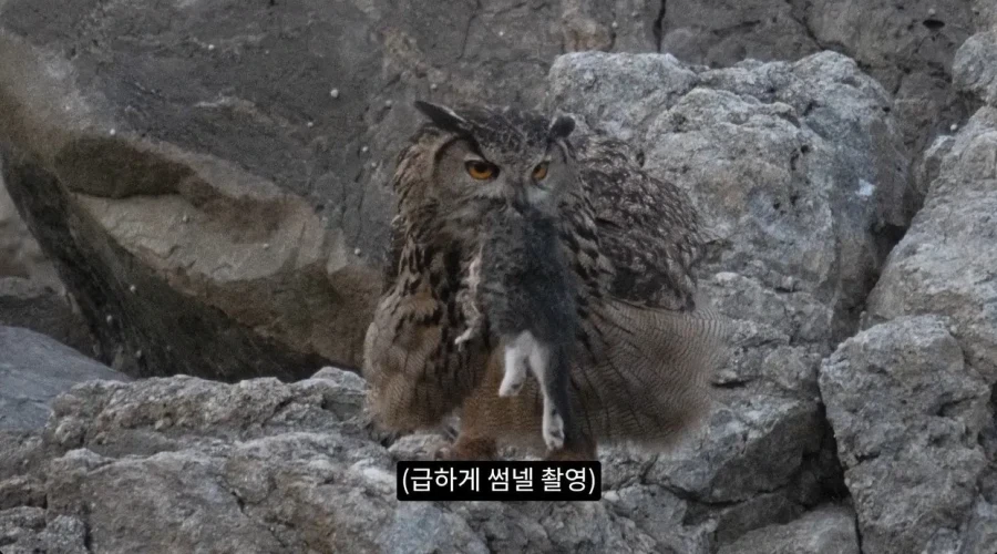 수리부엉이의 좋은 단백질 공급원_5.webp
