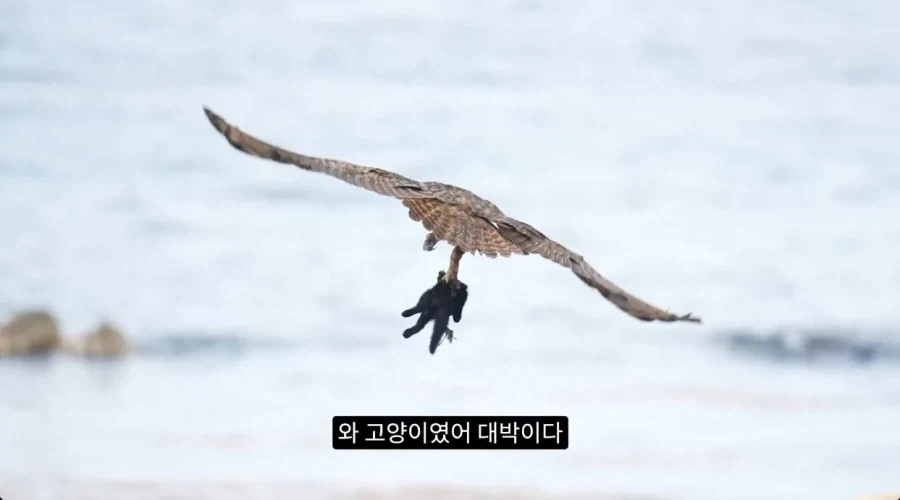 수리부엉이의 좋은 단백질 공급원_6.webp