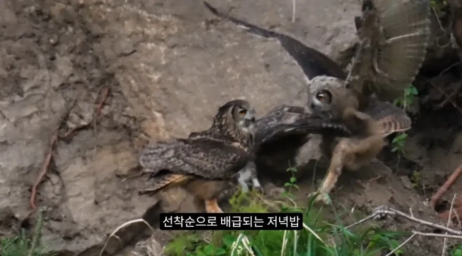 수리부엉이의 좋은 단백질 공급원_8.webp