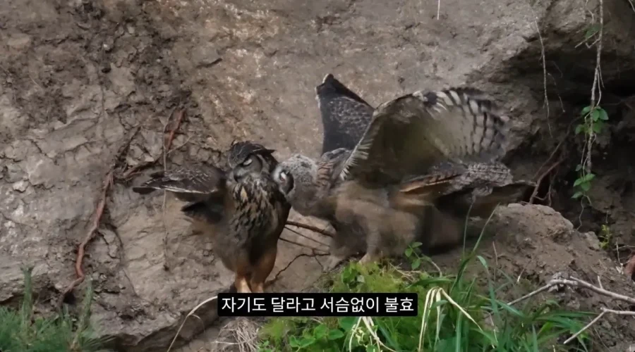 수리부엉이의 좋은 단백질 공급원_9.webp