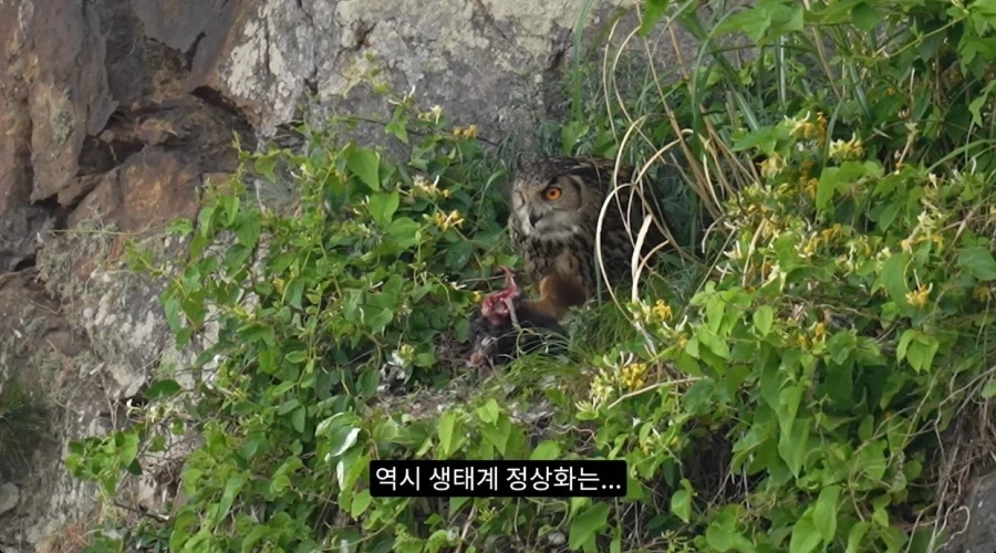 수리부엉이의 좋은 단백질 공급원_11.webp